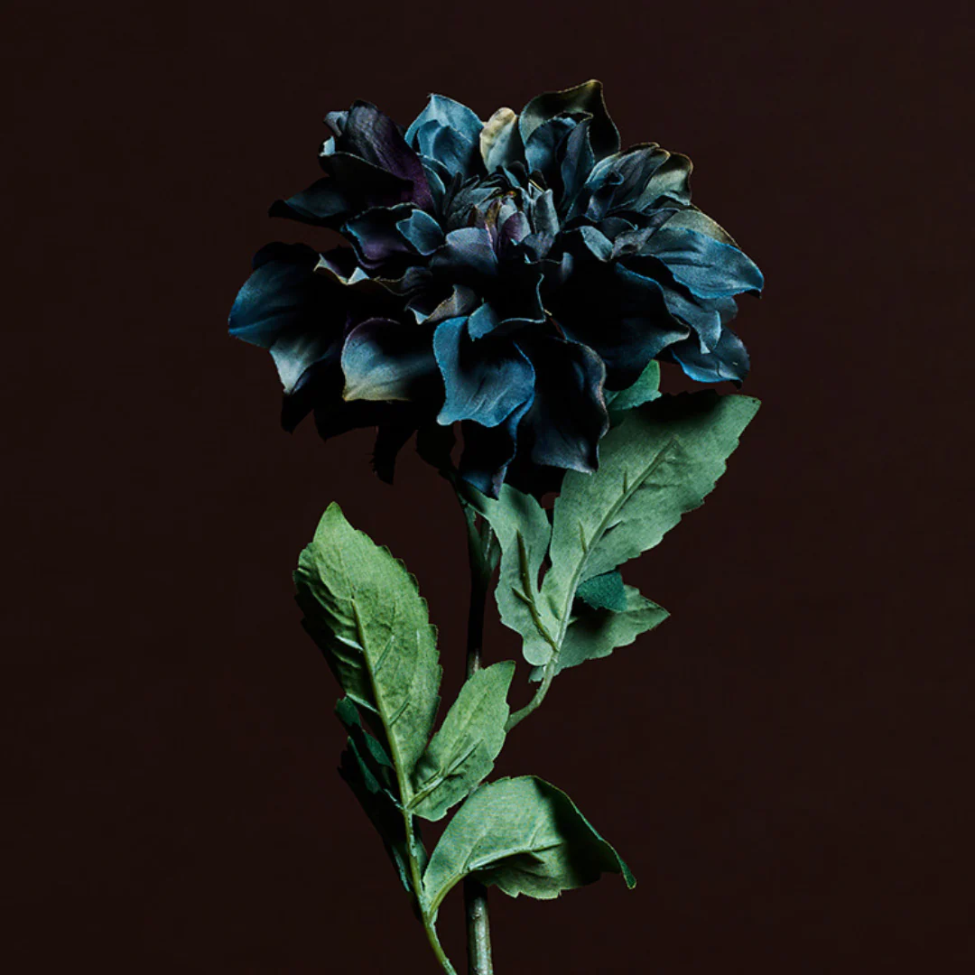 Tige de Dahlia Waterlily - Image 11