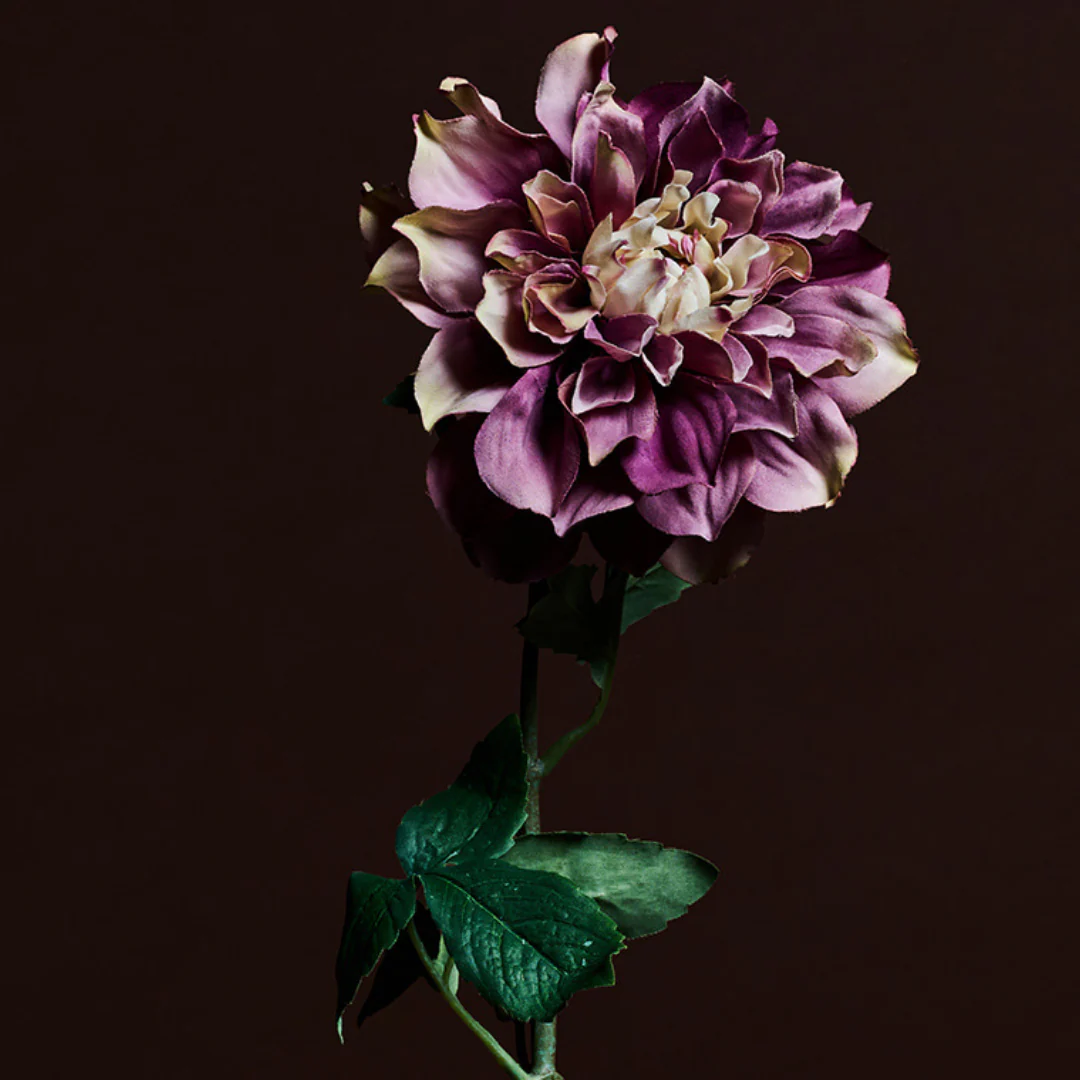 Tige de Dahlia Waterlily - Image 13