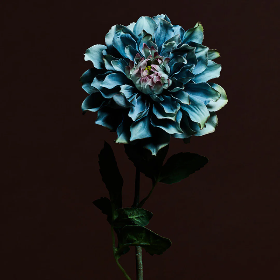 Tige de Dahlia Waterlily - Image 7