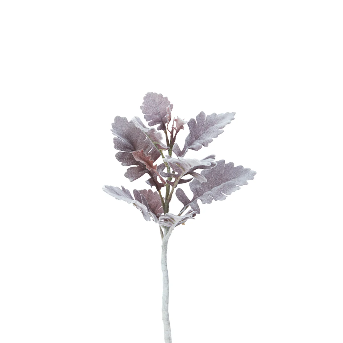 Feuillage Dusty Miller - Image 3