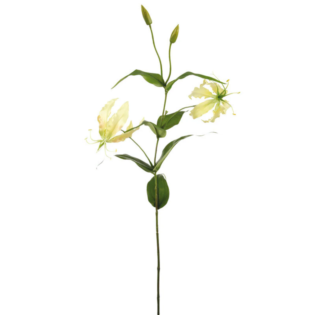 Tige de Gloriosa