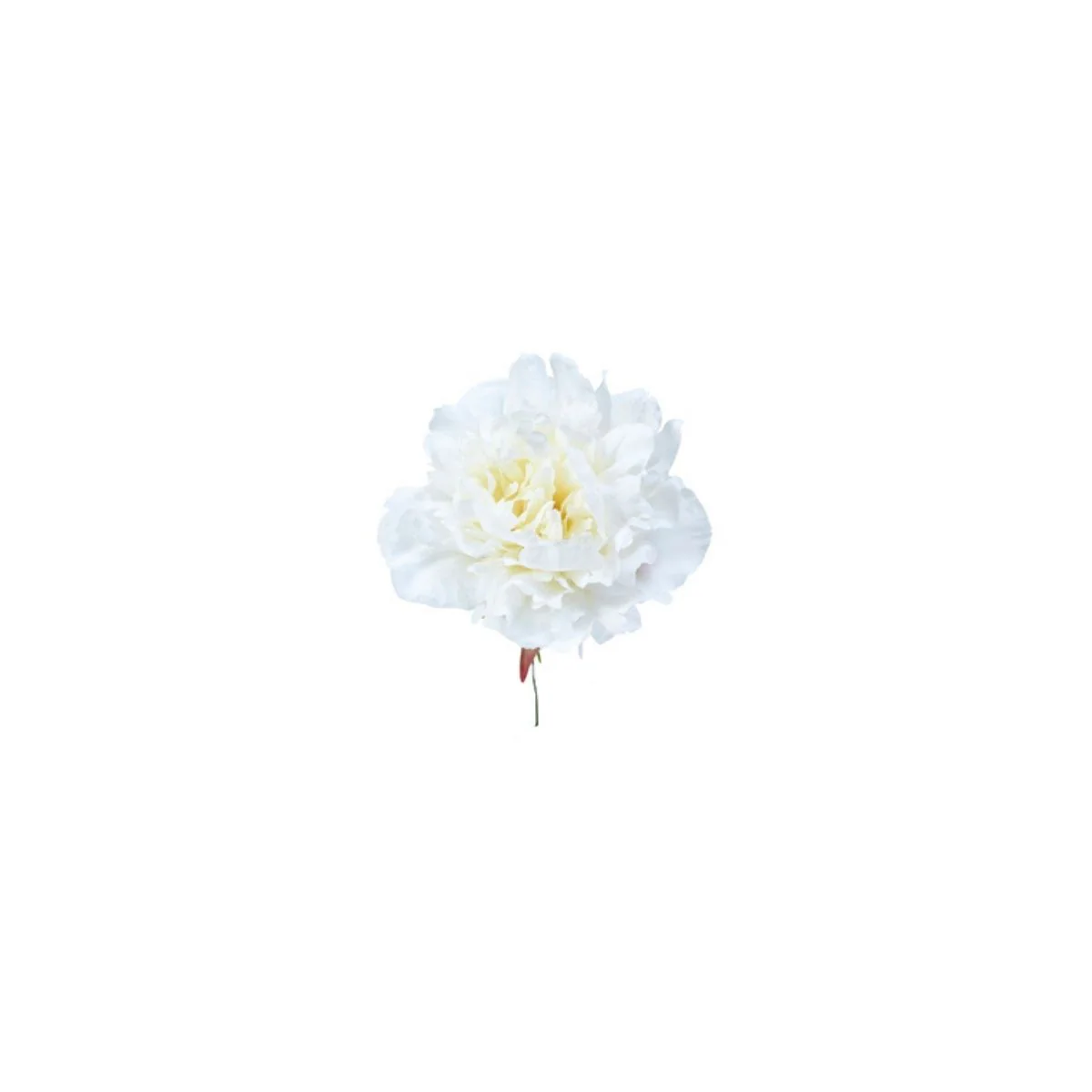 Tige de Pivoine à piquer