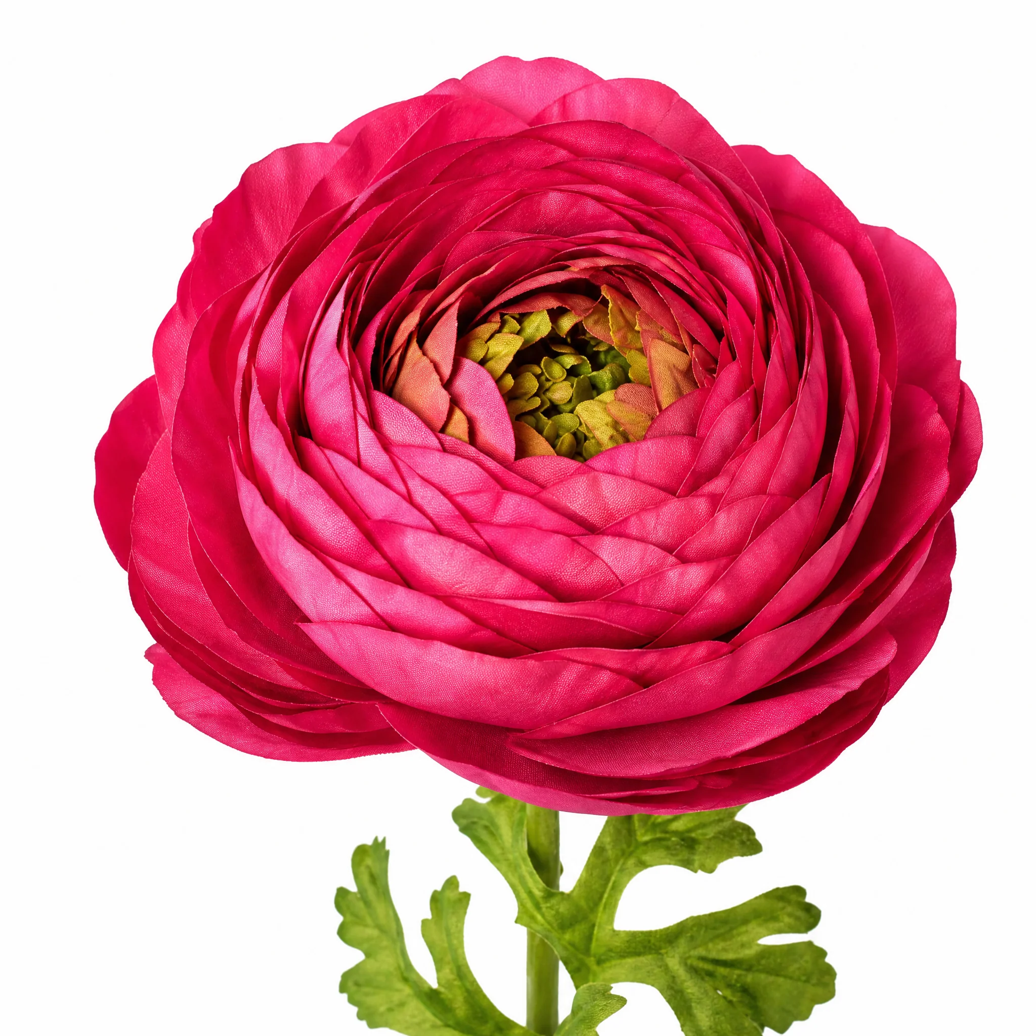 Tige de Renoncule Nora fermée - Image 4