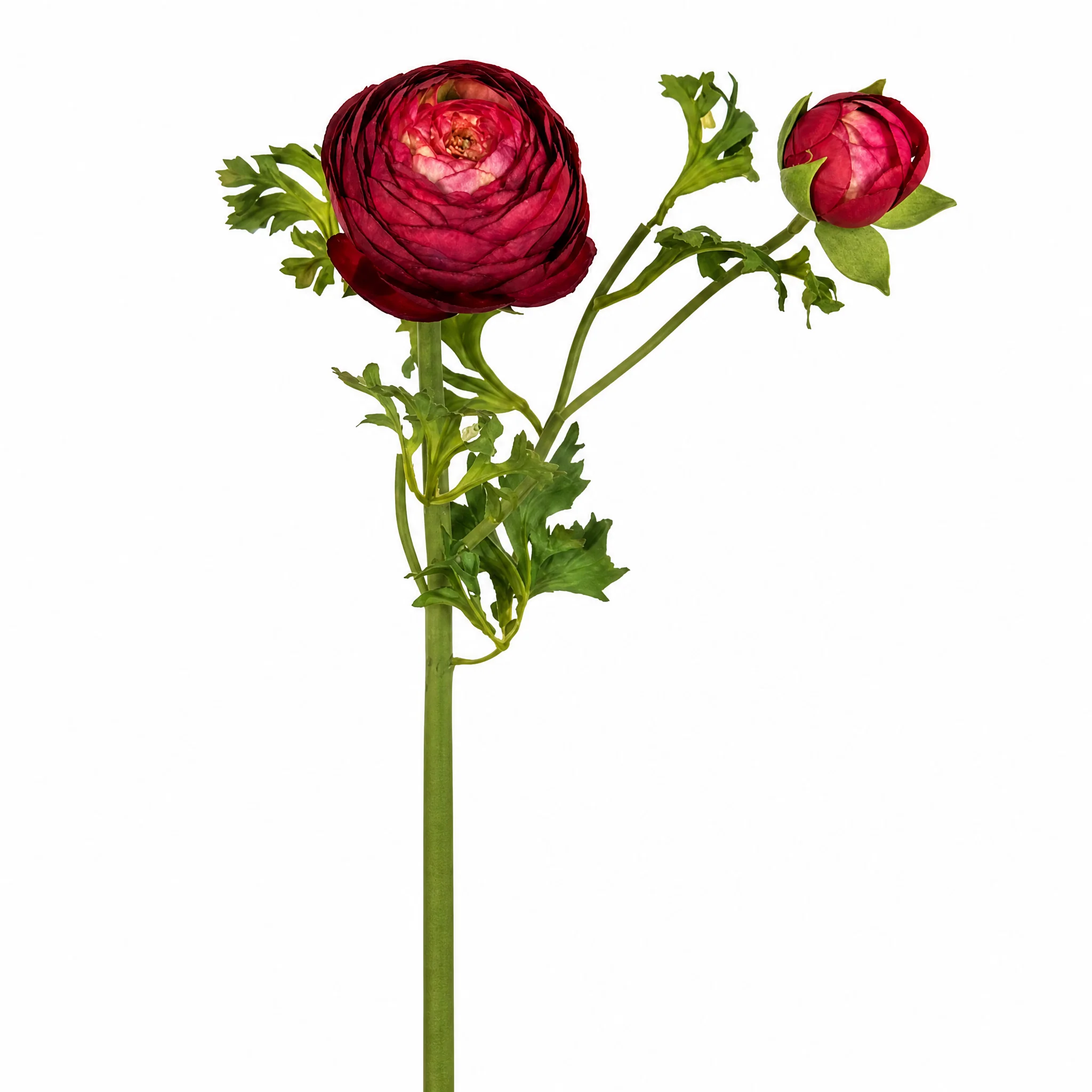 Tige de Renoncule Premium - Image 3