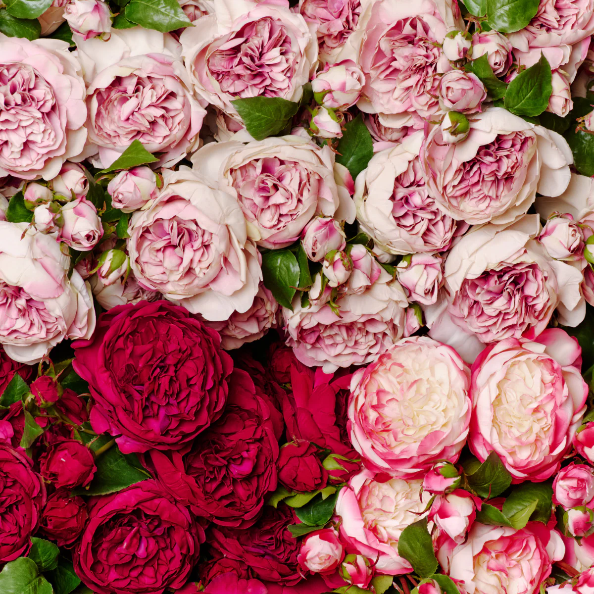 Tige de Rose David fermée - Image 16