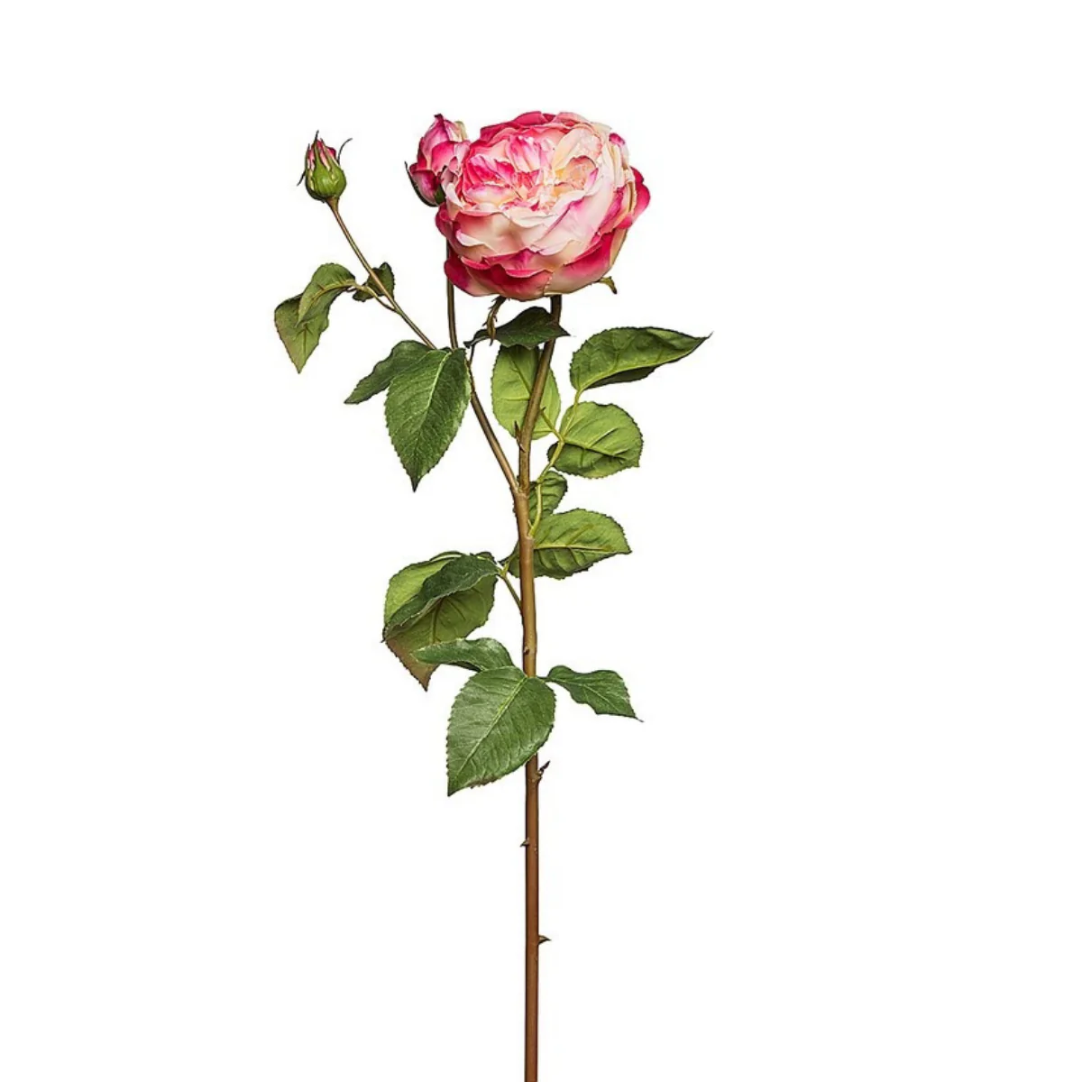 Tige de Rose David fermée - Image 3