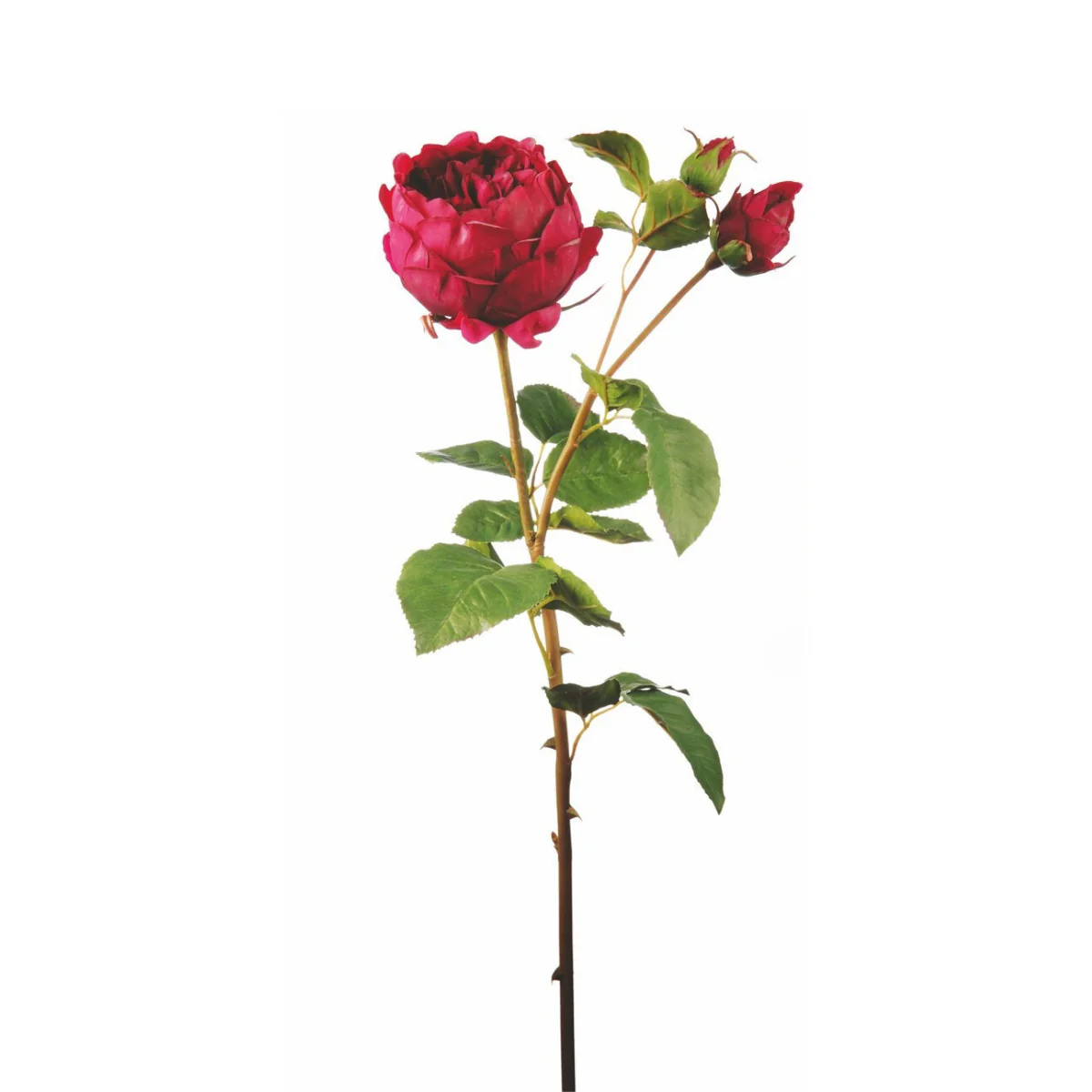 Tige de Rose David fermée - Image 9