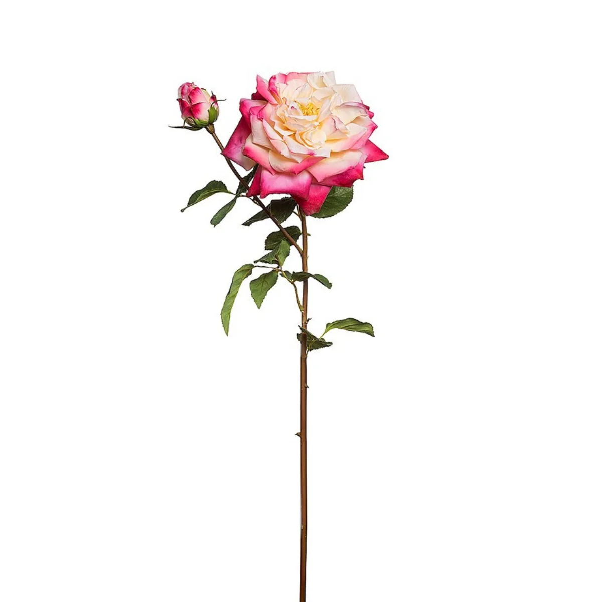 Tige de Rose David ouverte - Image 10