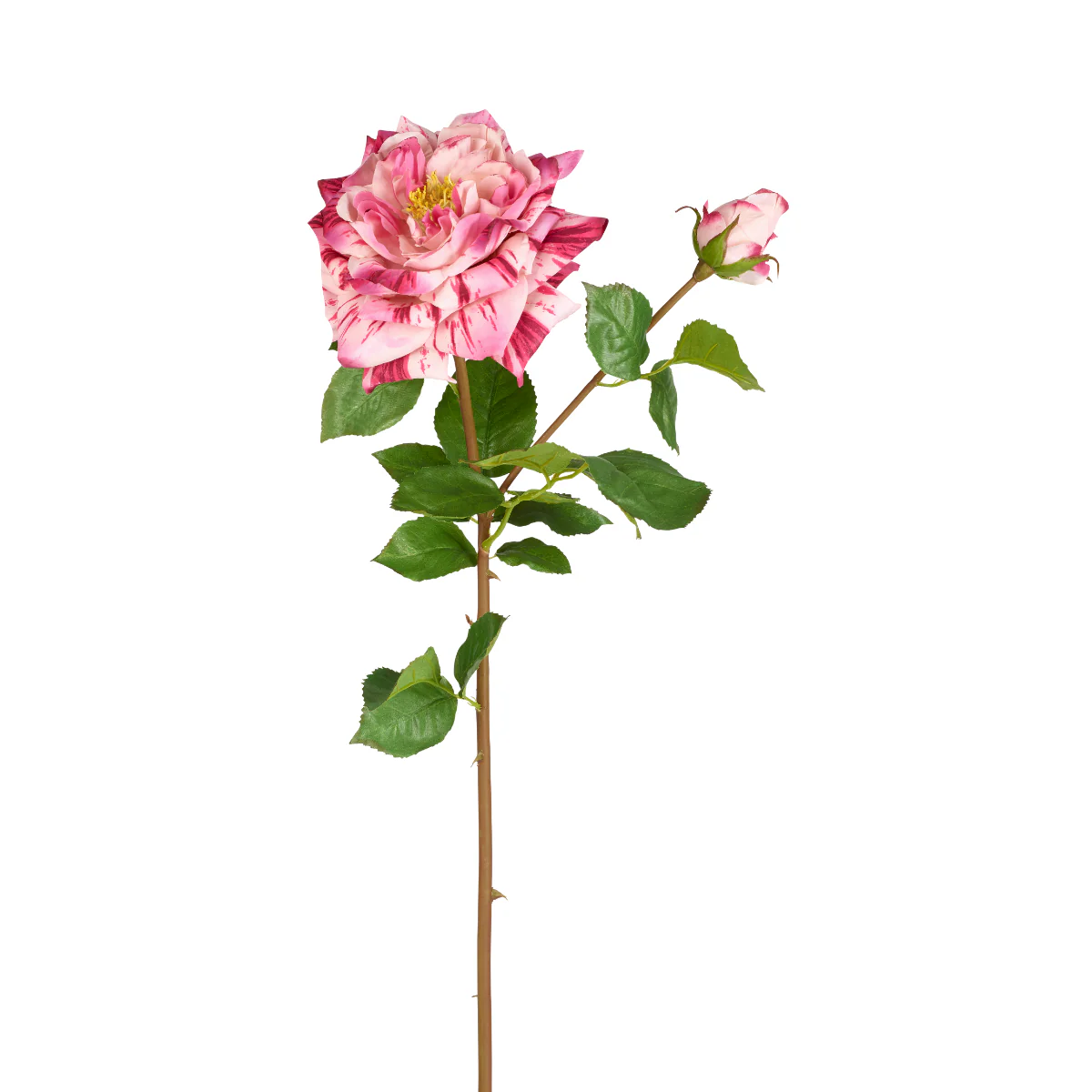 Tige de Rose David ouverte - Image 12