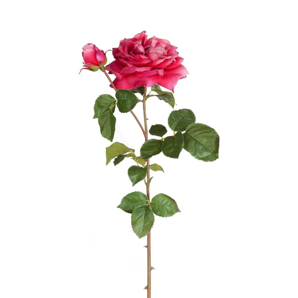 Tige de Rose David ouverte - Image 16