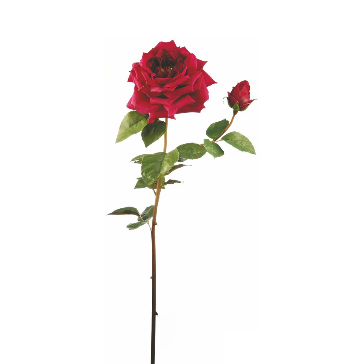 Tige de Rose David ouverte - Image 6
