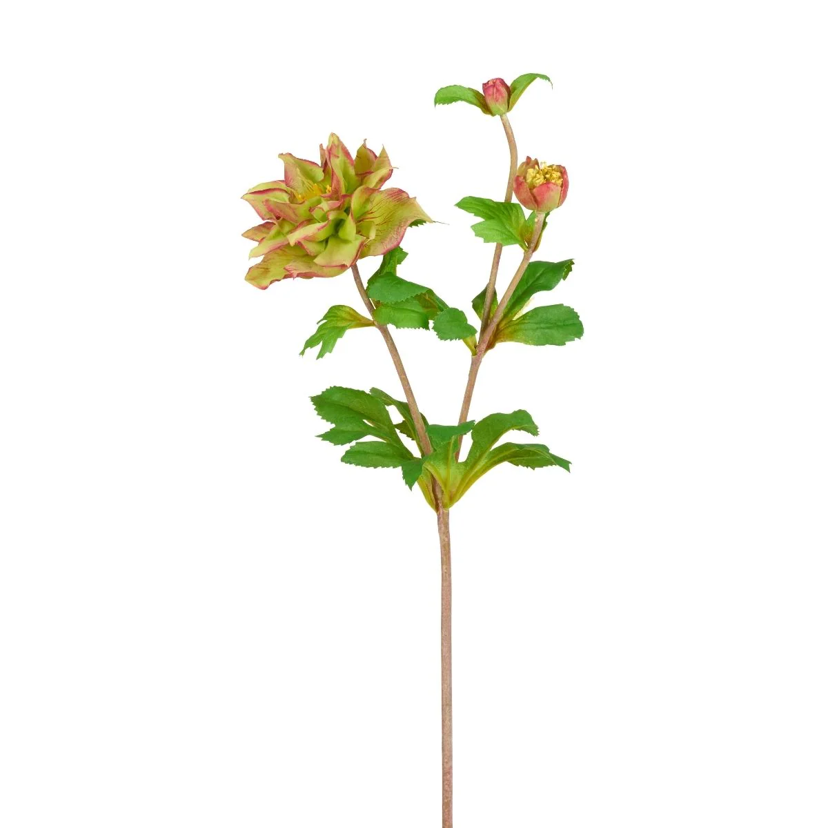Tige Helleborus Niger avec bourgeon - Image 3