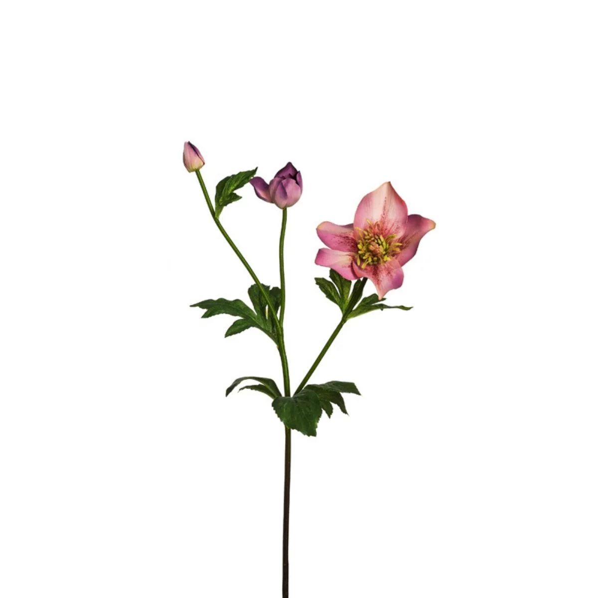 Tige Helleborus Niger - Image 2