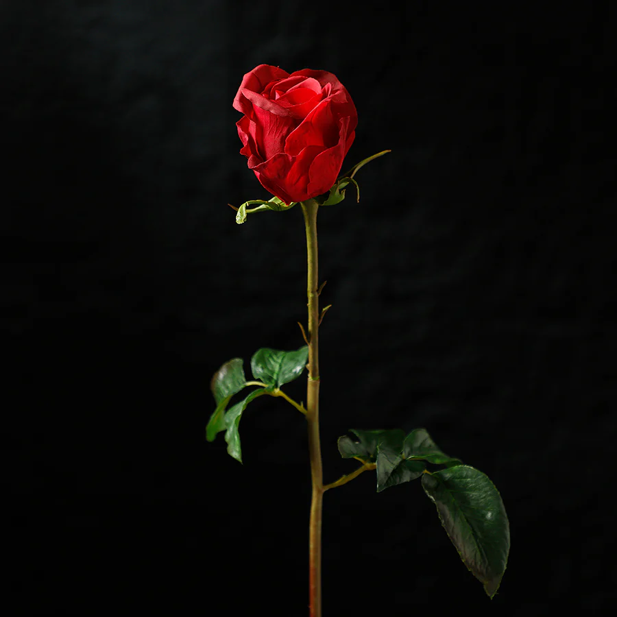 Tige de Rose fermée Premium 50cm - Image 3