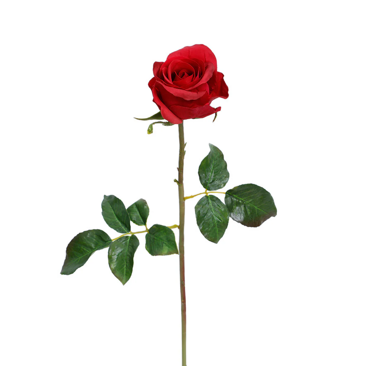 Tige de Rose fermée Premium 50cm - Image 6