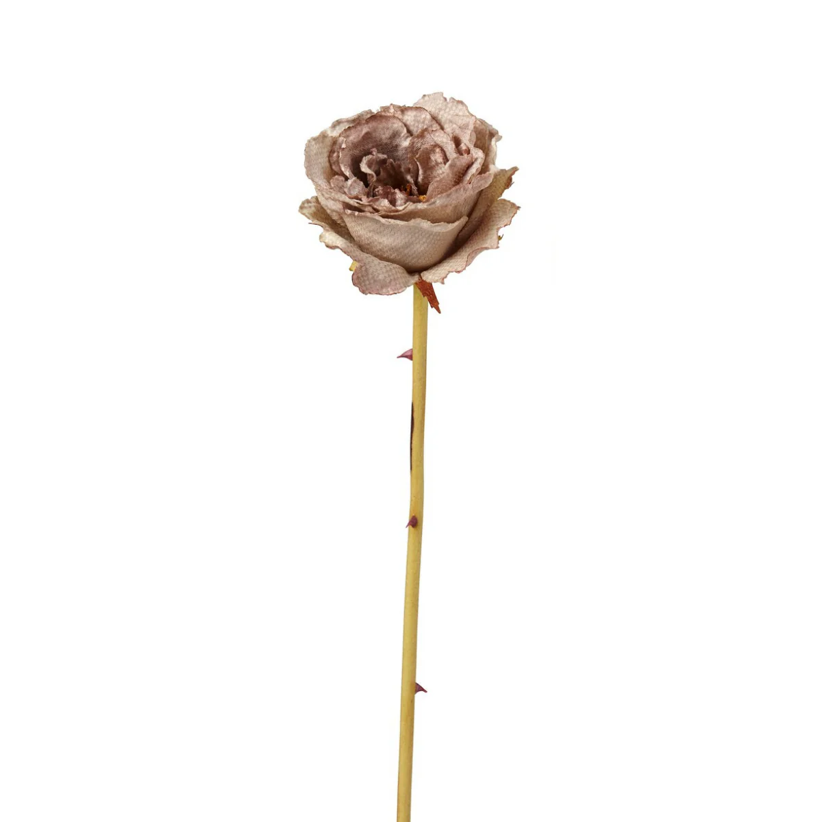 Tige de Rose Leslie fermée - Image 3