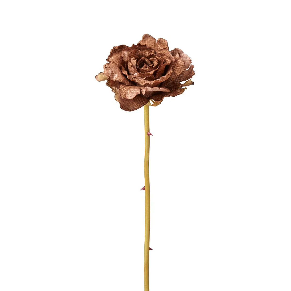 Tige de Rose Leslie ouverte - Image 3