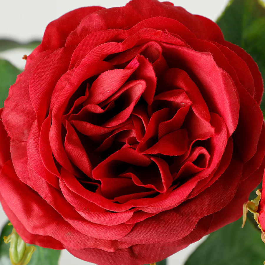Tige de Rose ouverte avec bourgeons Premium 55cm - Image 3