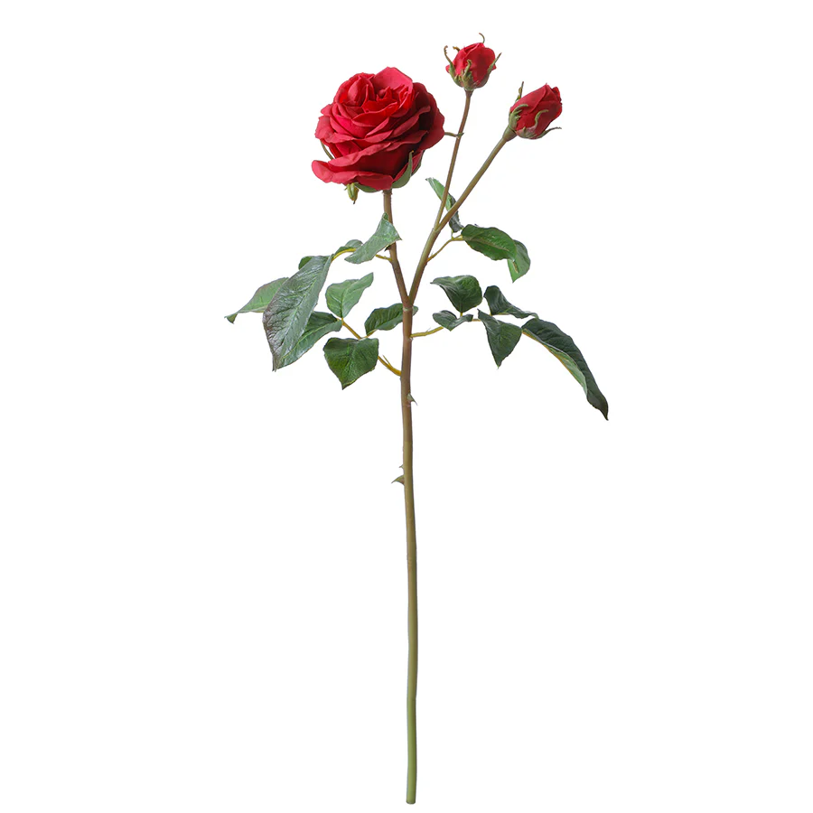 Tige de Rose ouverte avec bourgeons Premium 55cm - Image 5