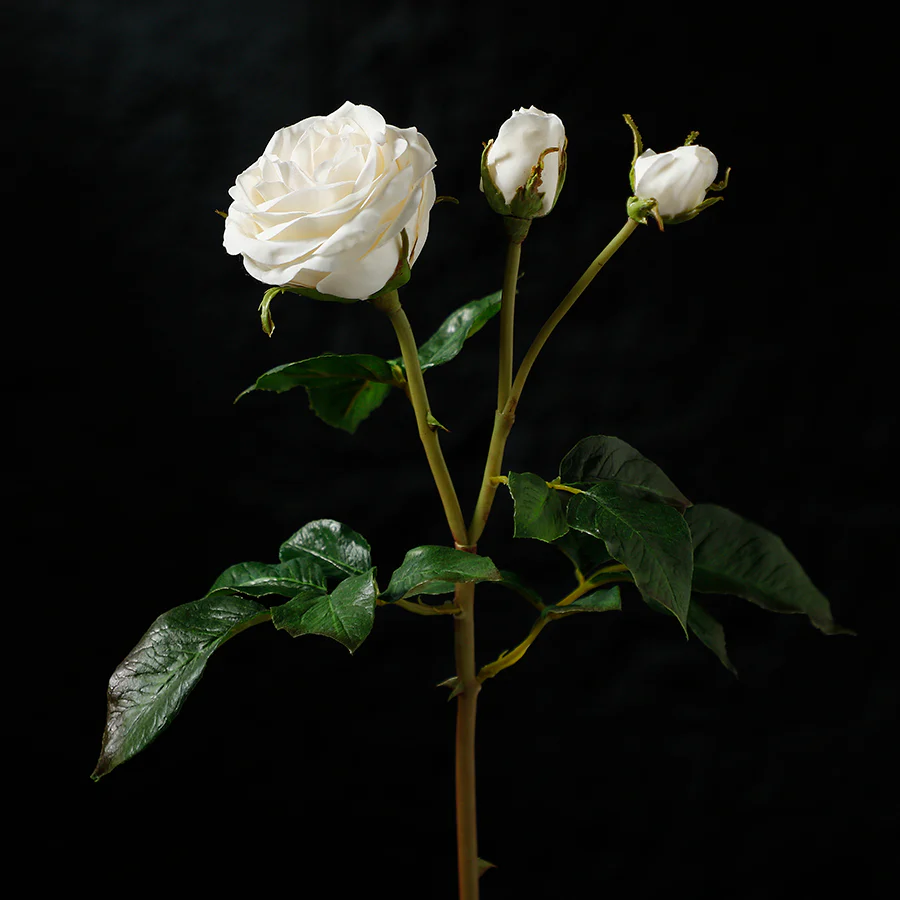 Tige de Rose ouverte avec bourgeons Premium 55cm - Image 7