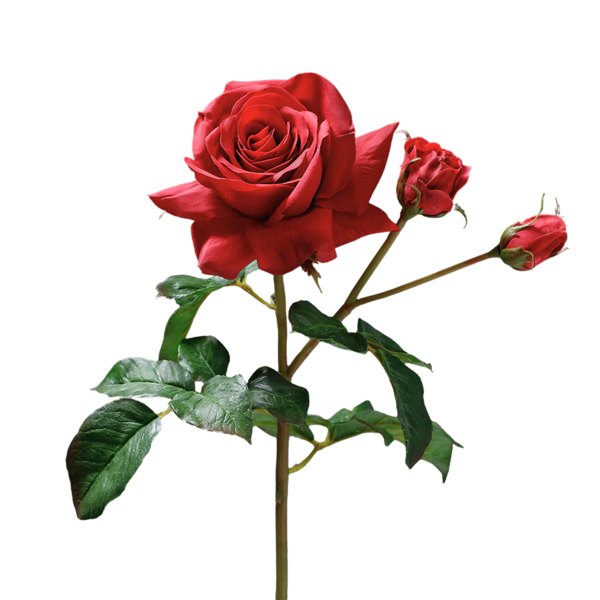 Tige de Rose ouverte avec bourgeons Premium 56cm