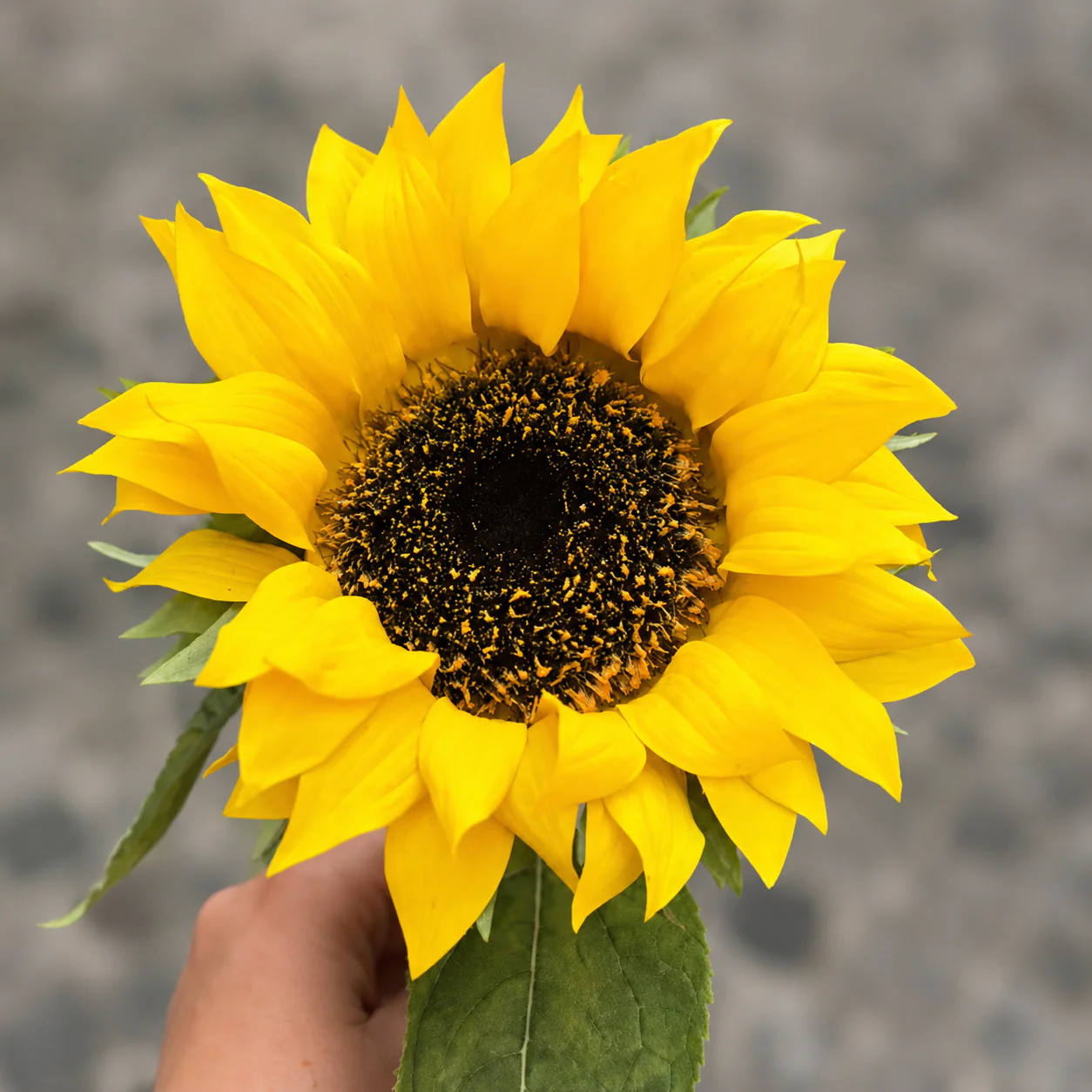 Tige de Tournesol 70 cm - Image 6
