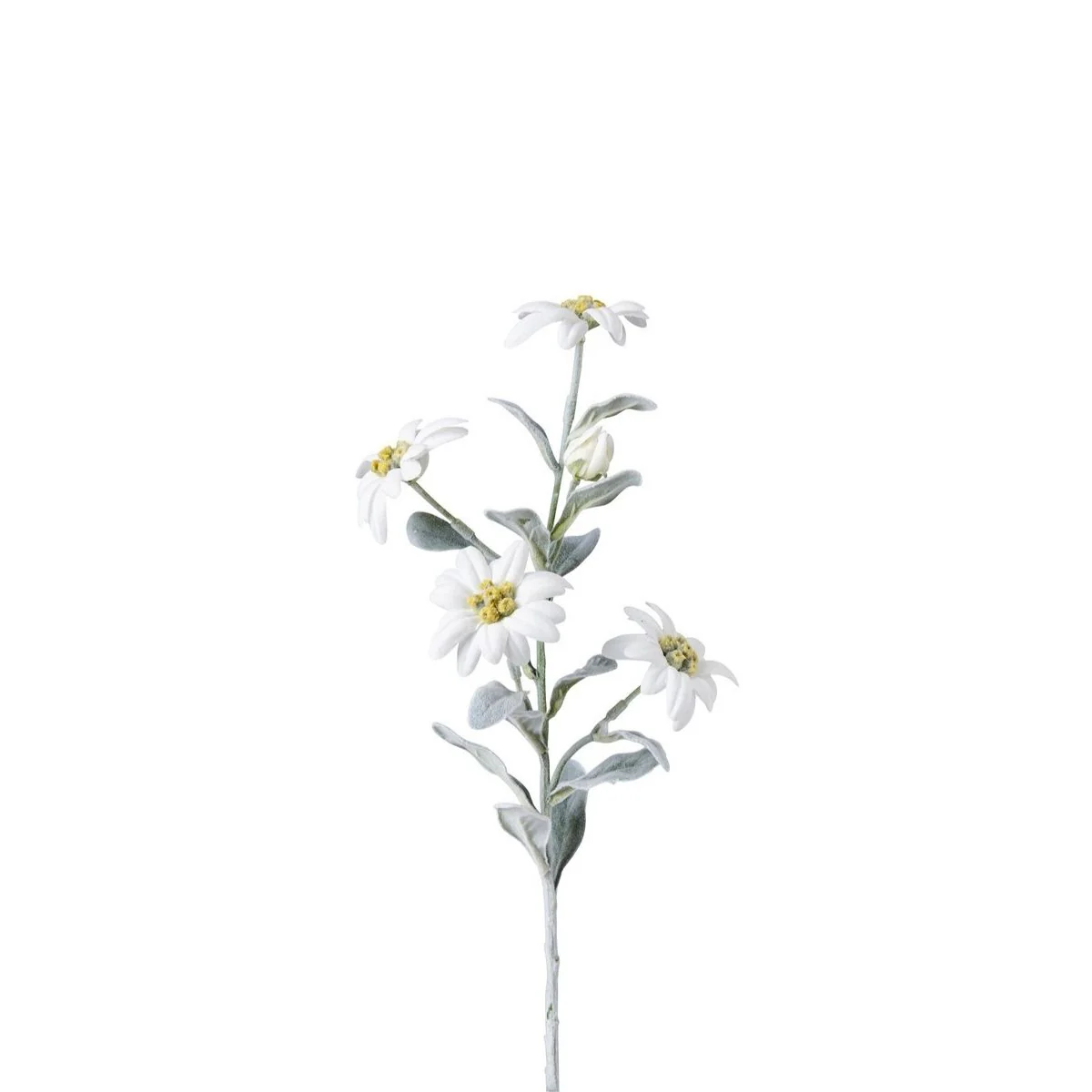 Tige d'Edelweiss - Image 3