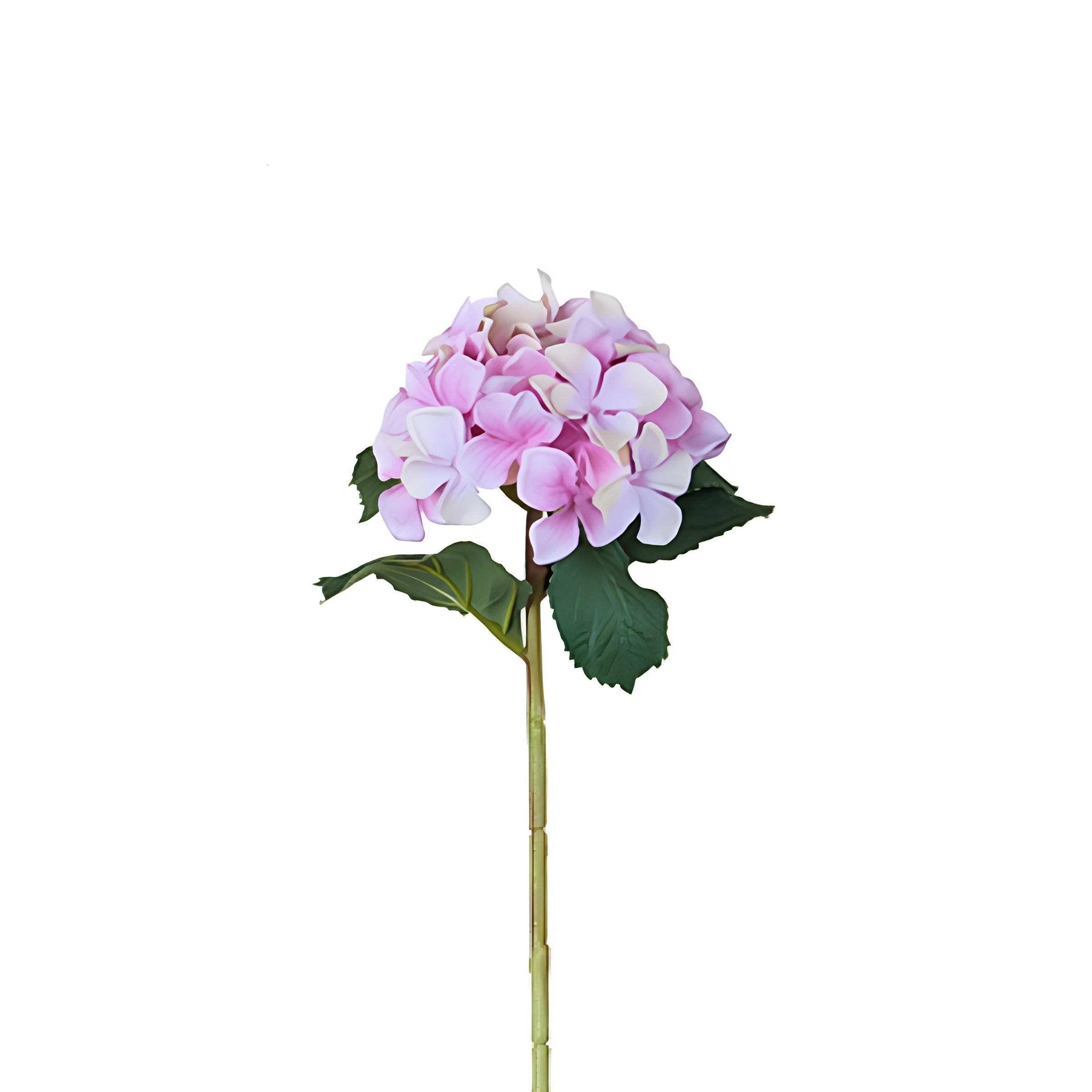 Tige d'Hydrangea - Image 3