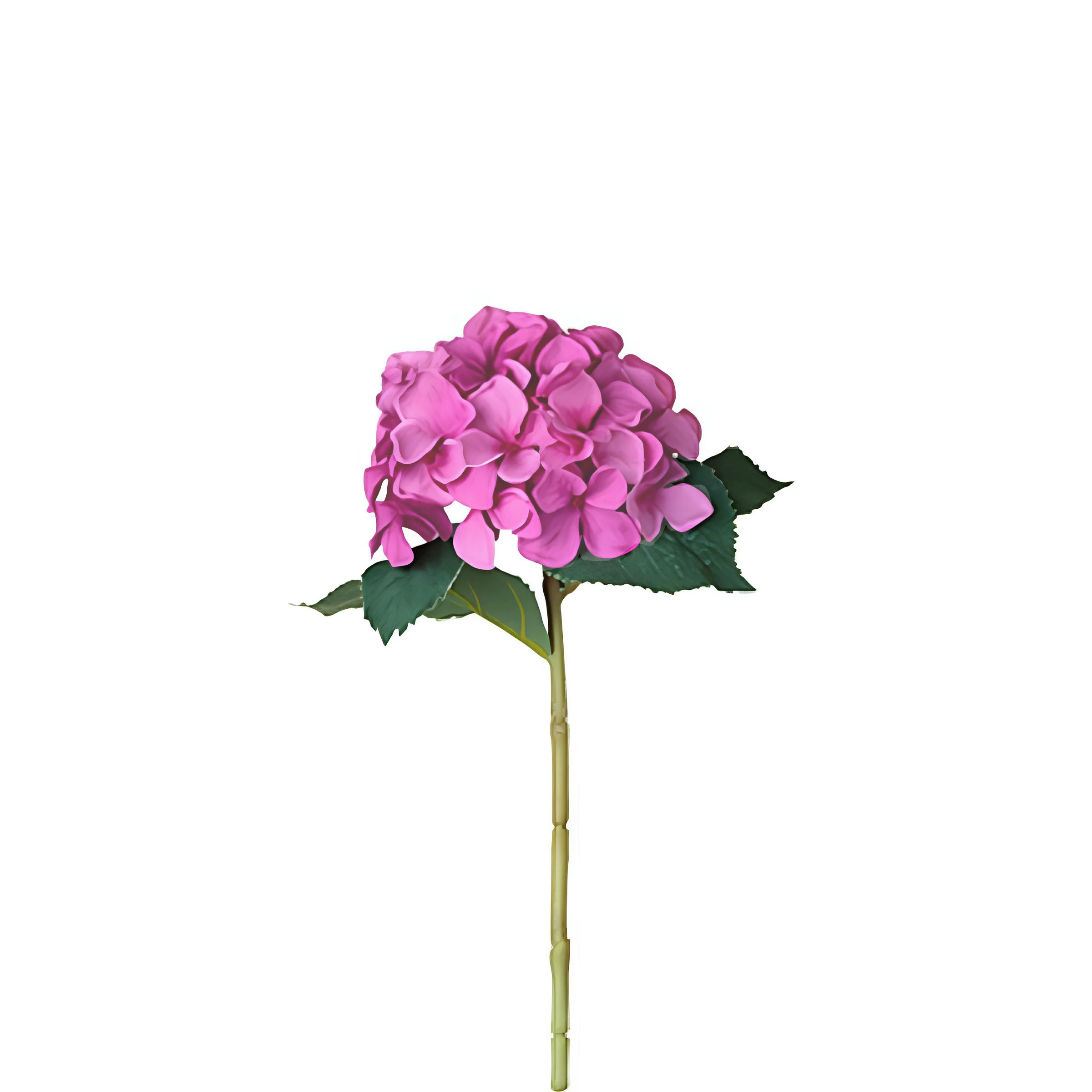 Tige d'Hydrangea - Image 5