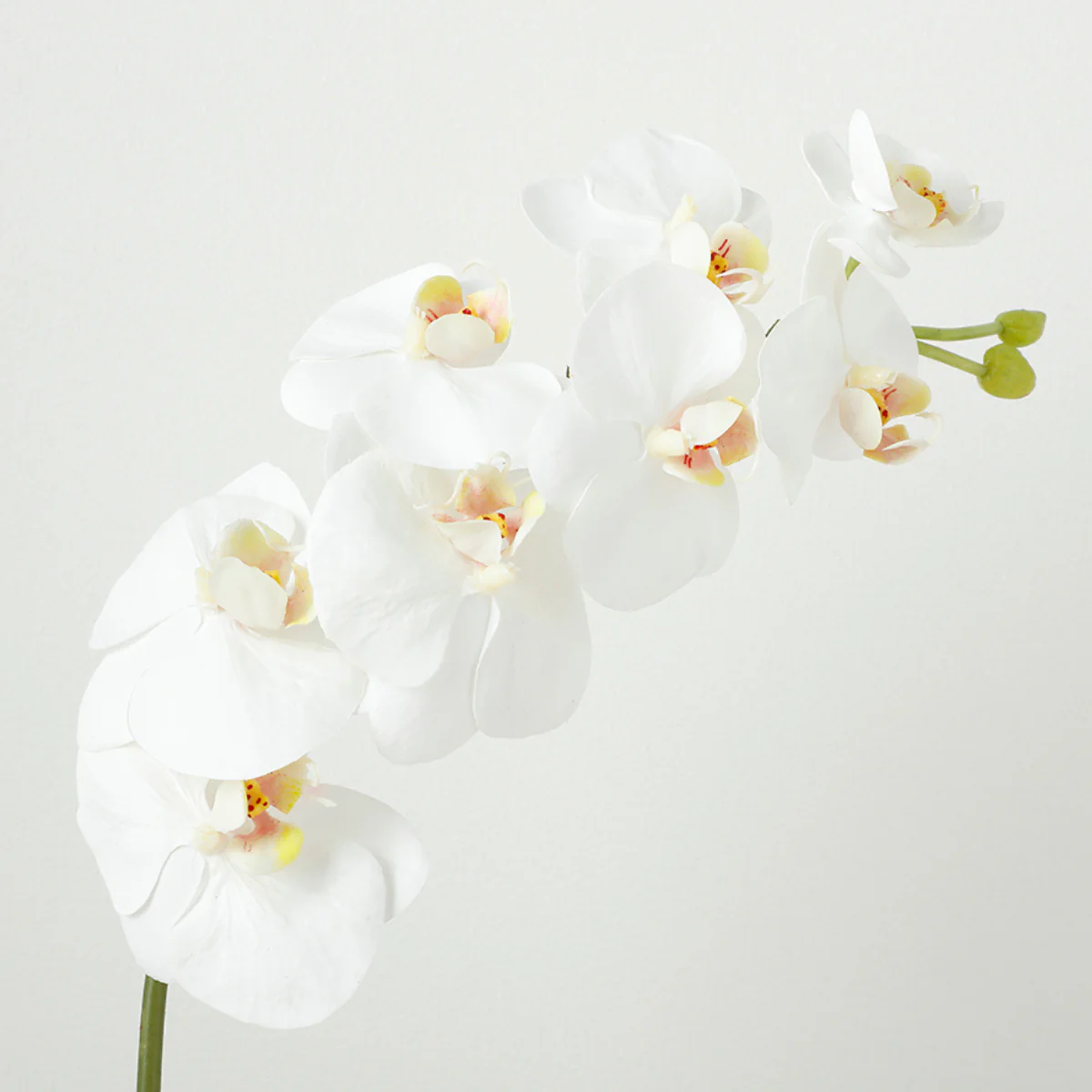 Tige d'Orchidée Premium 72cm - Image 3