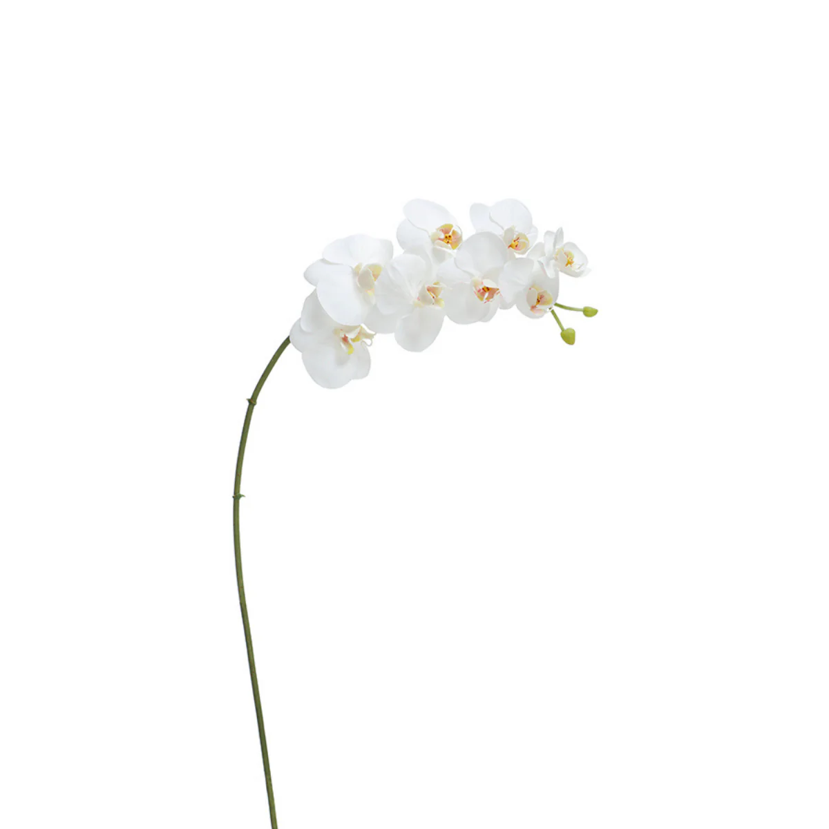 Tige d'Orchidée Premium 72cm - Image 5