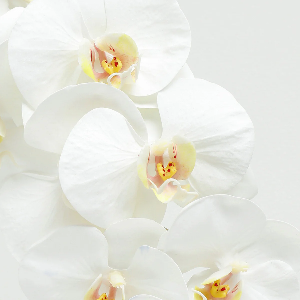 Tige d'Orchidée Premium 100cm - Image 4