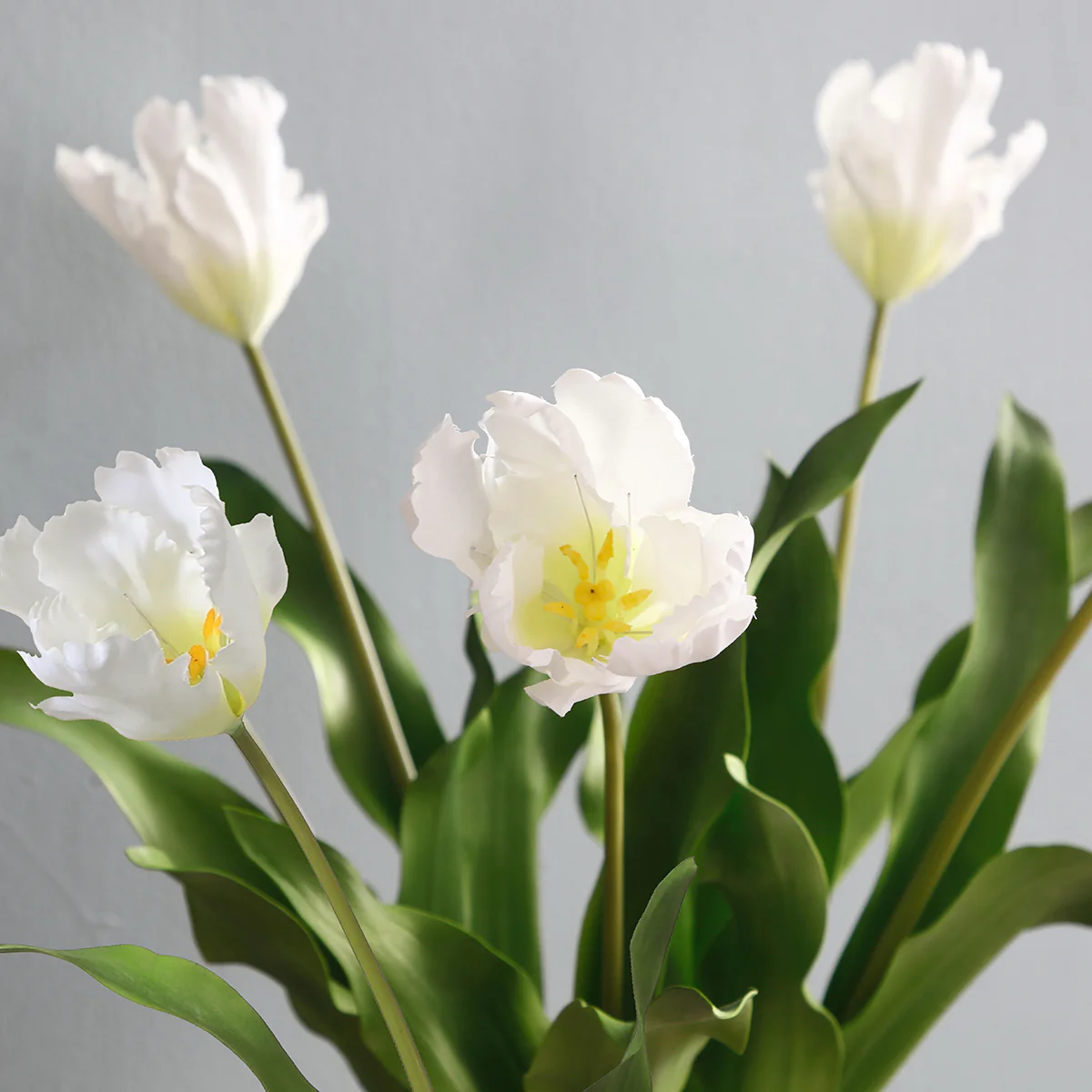 Tige de Tulipe Perroquet - Image 13