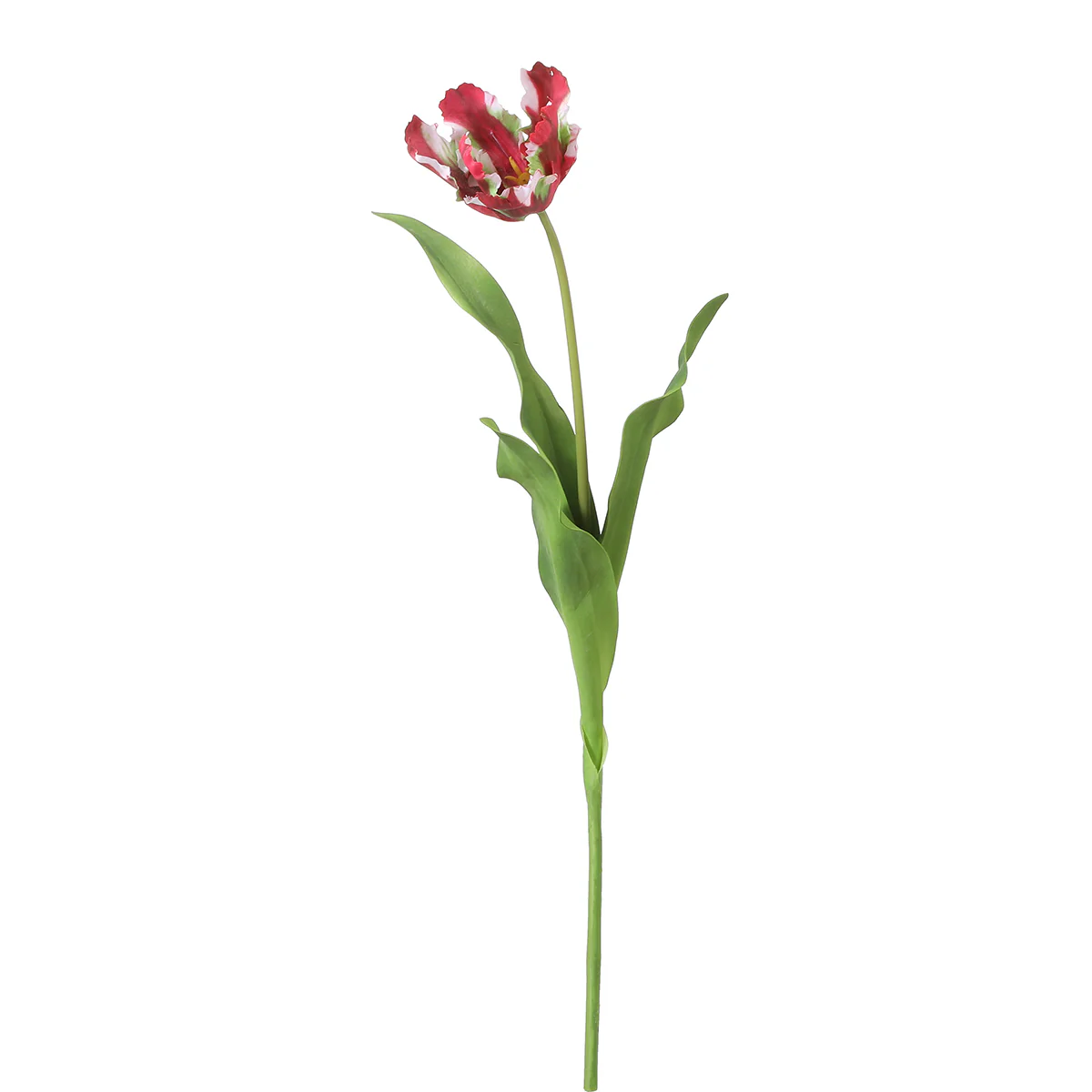 Tige de Tulipe Perroquet - Image 7