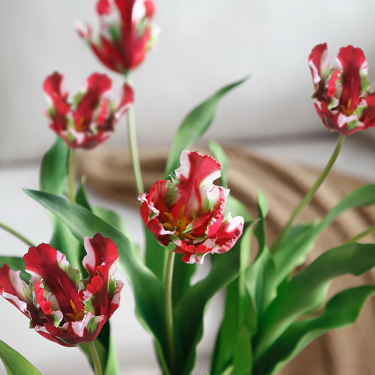 Tige de Tulipe Perroquet - Image 9
