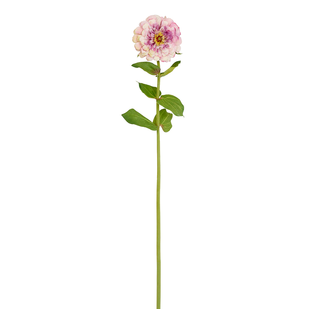 Tige de Zinnia Premium - Image 10