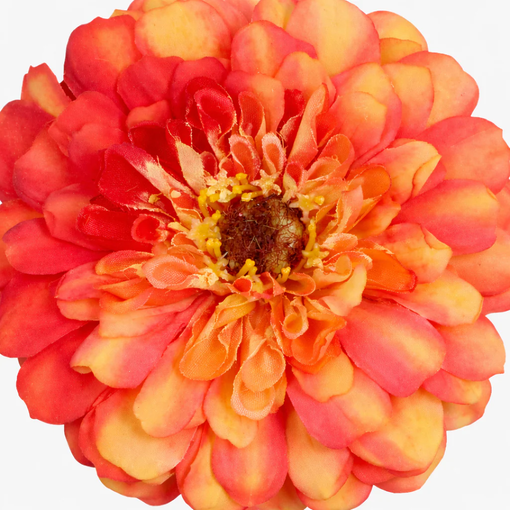 Tige de Zinnia Premium - Image 3
