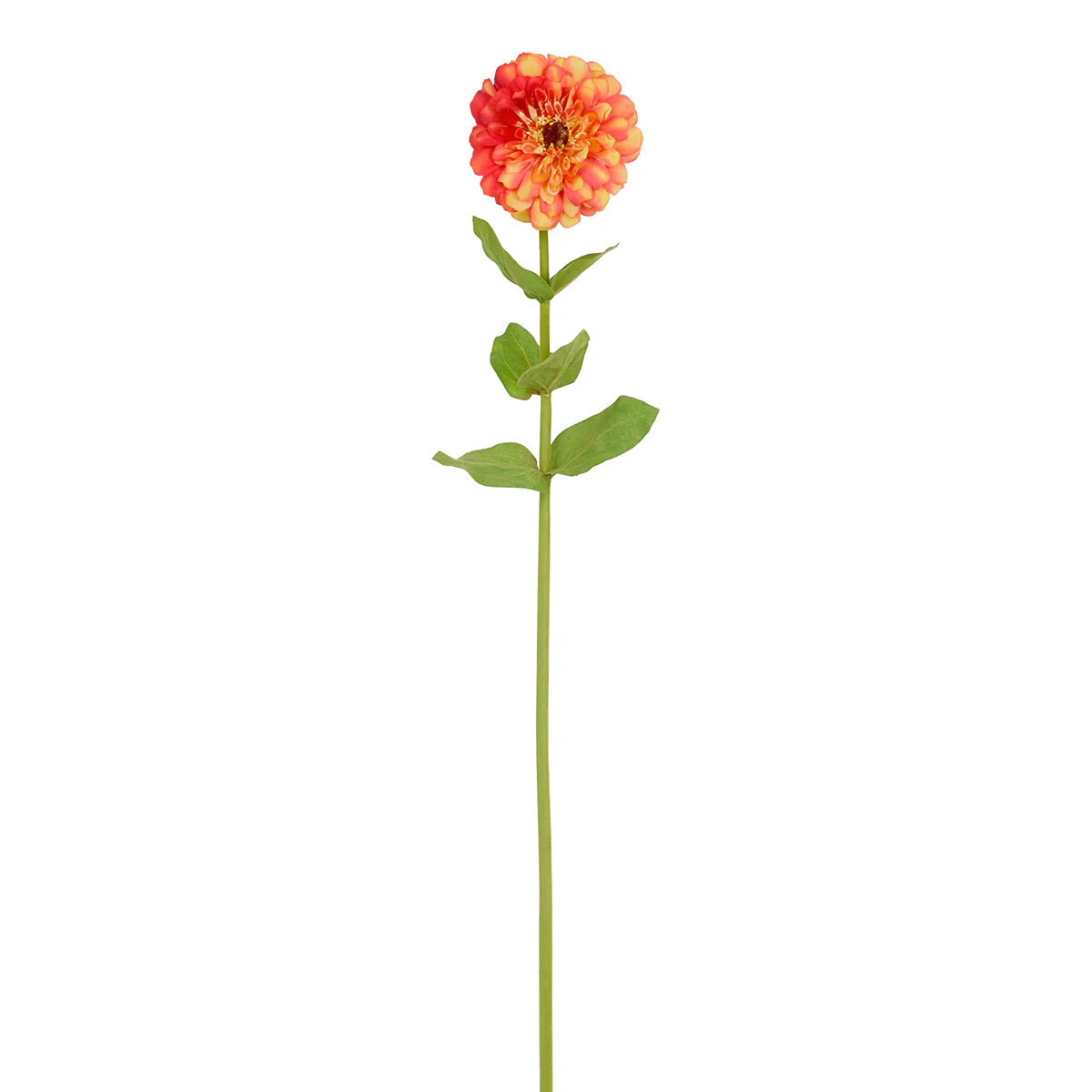 Tige de Zinnia Premium - Image 5