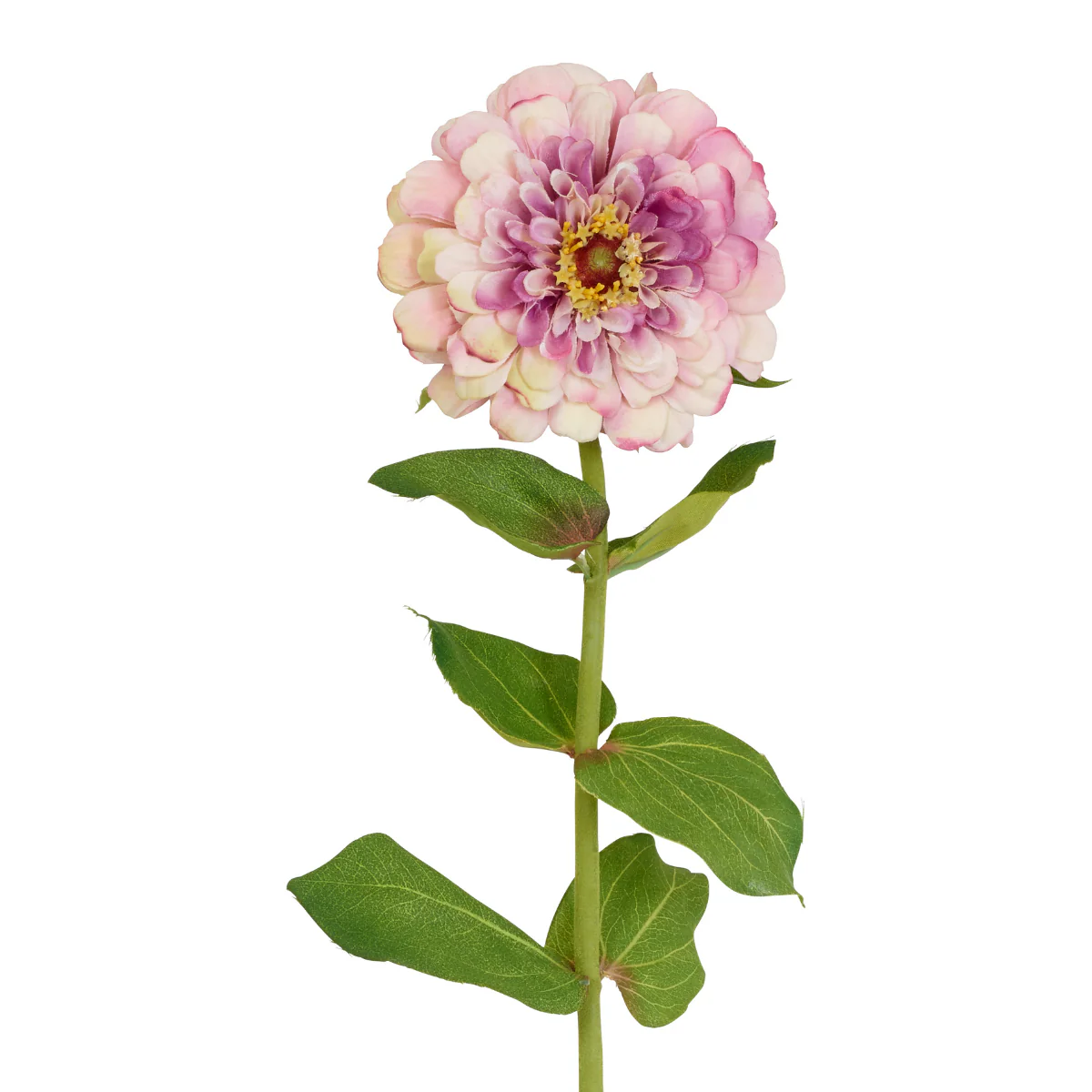 Tige de Zinnia Premium - Image 6