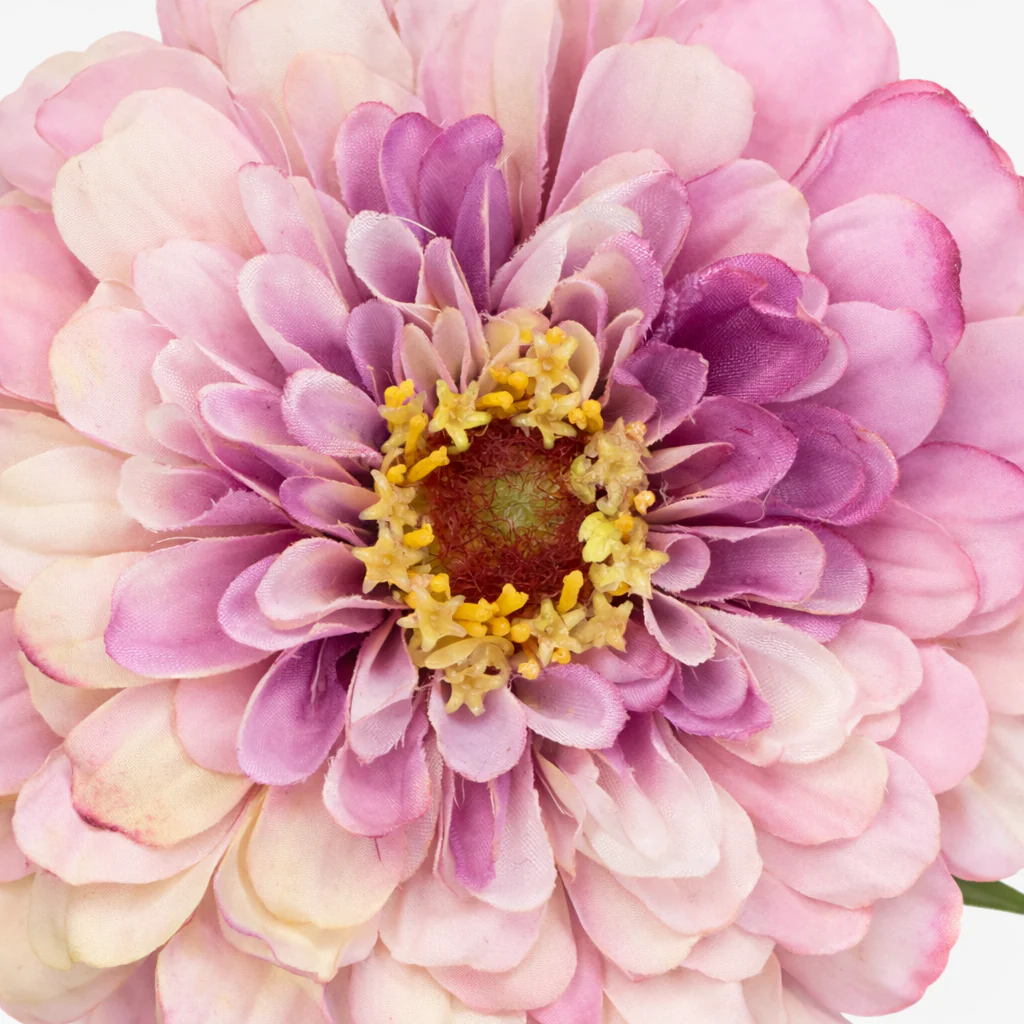Tige de Zinnia Premium - Image 8