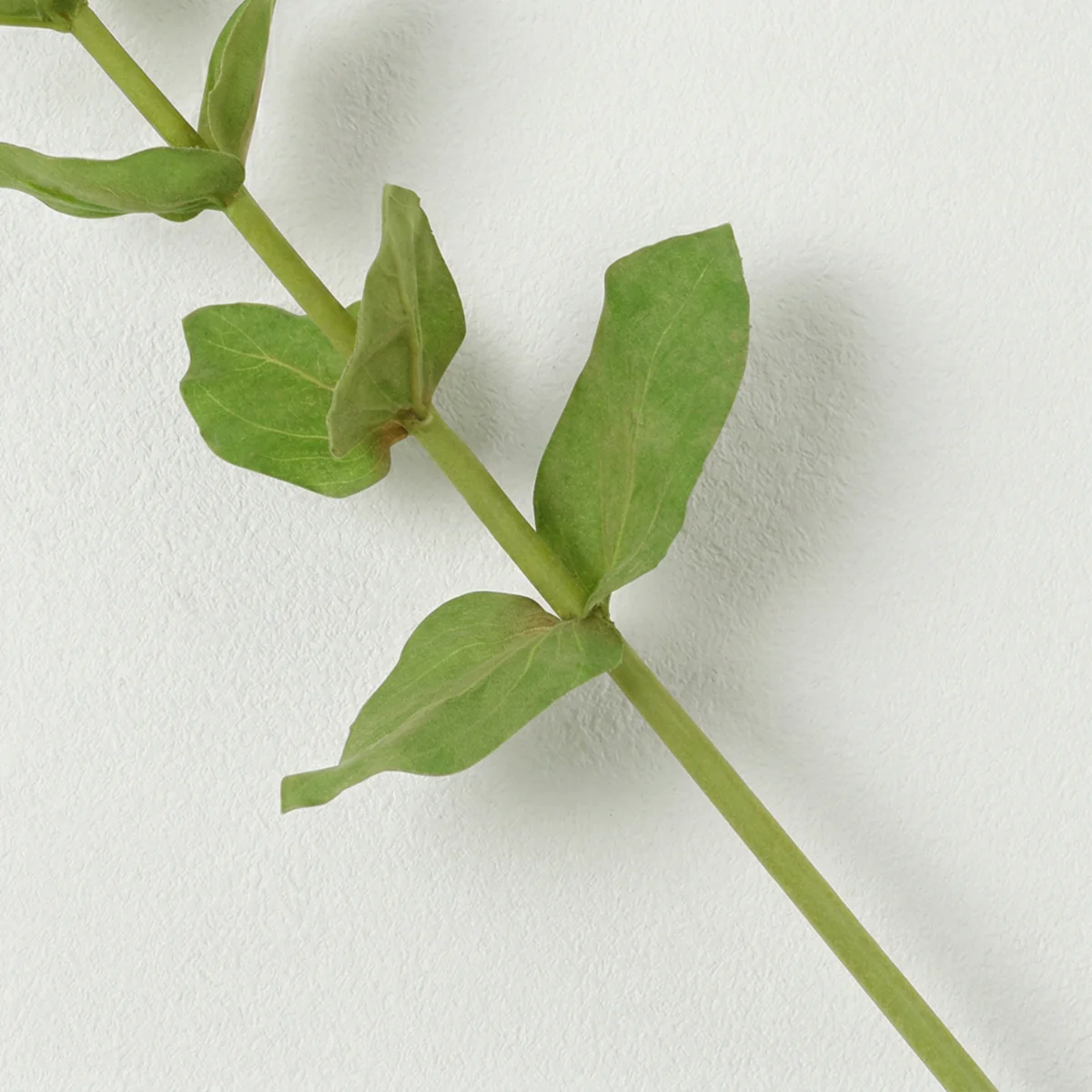 Tige de Zinnia Premium - Image 9